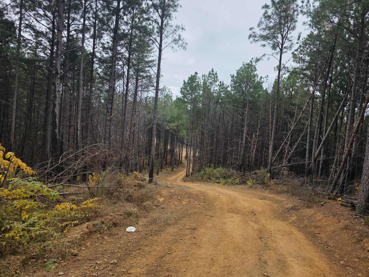 The Pines Cut Thru photo 3
