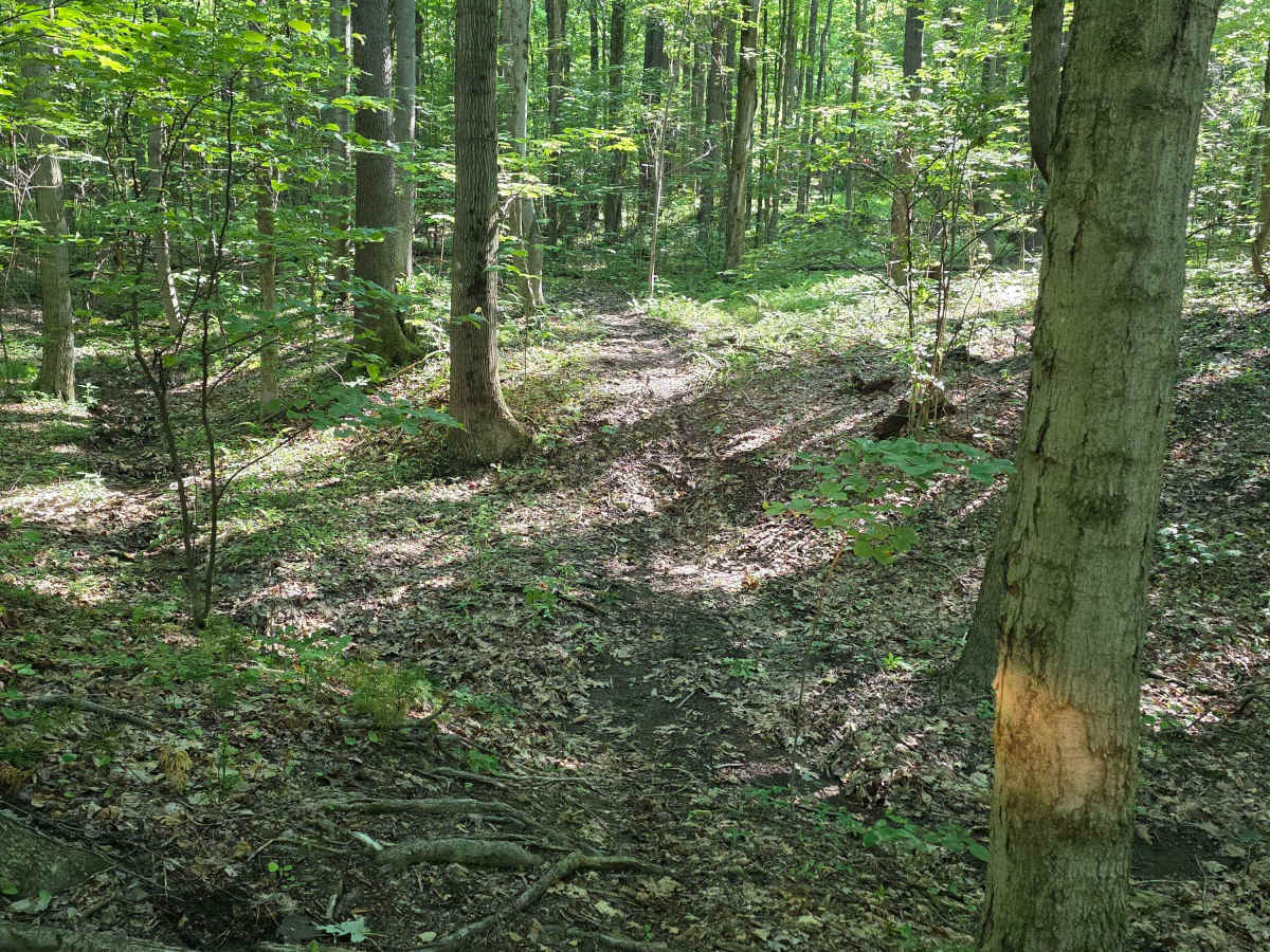 Single Track C7 photo 2
