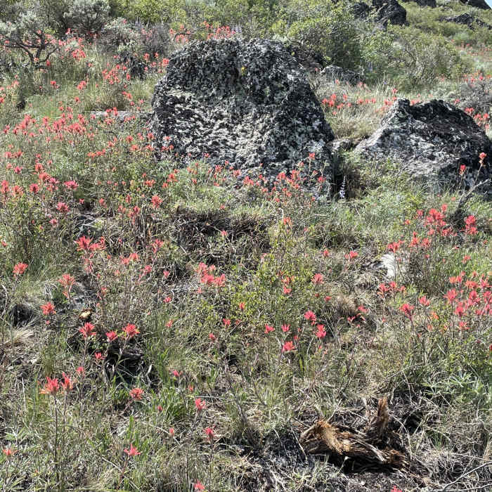 Near Pine Mountain