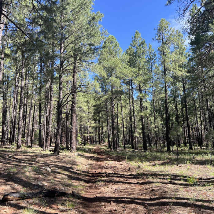 Near Lake Mountain Trail