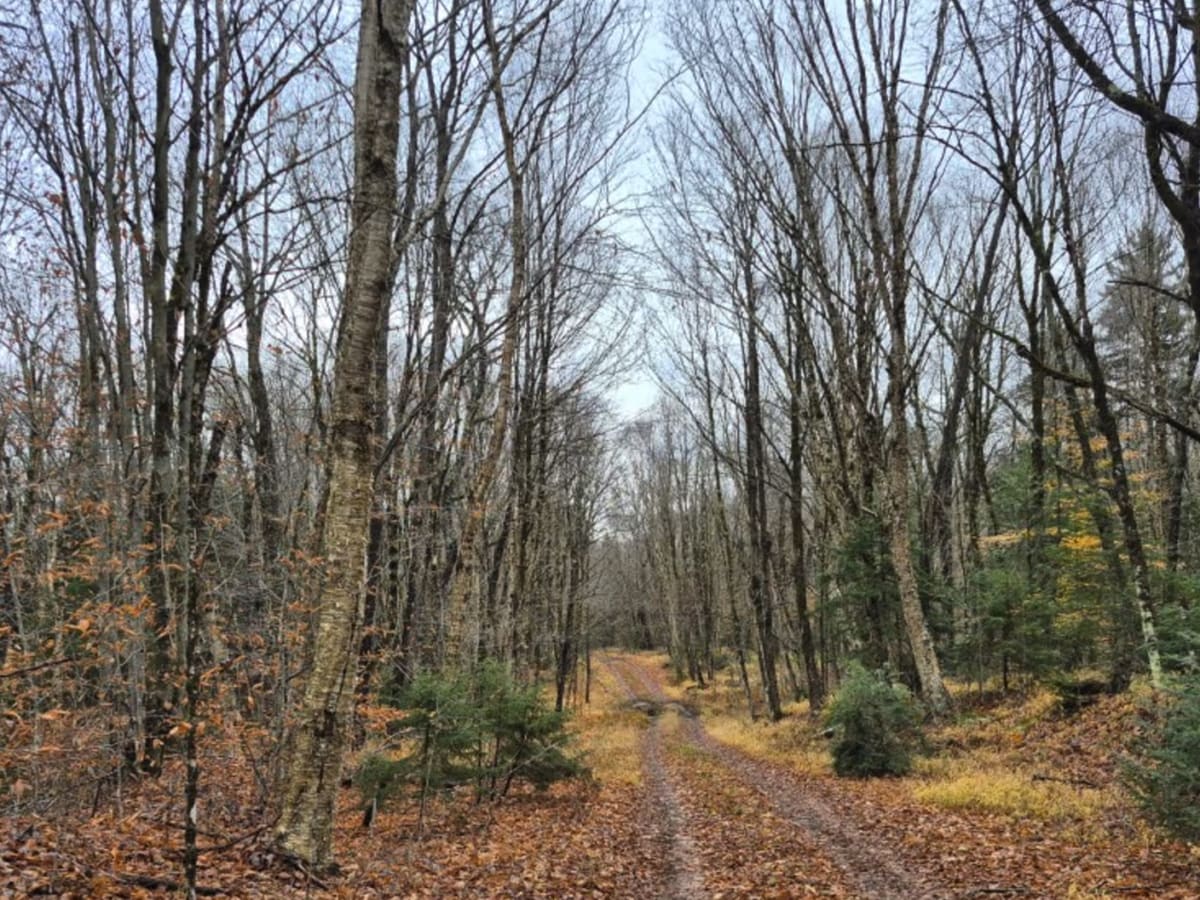 Tyler Road photo 4