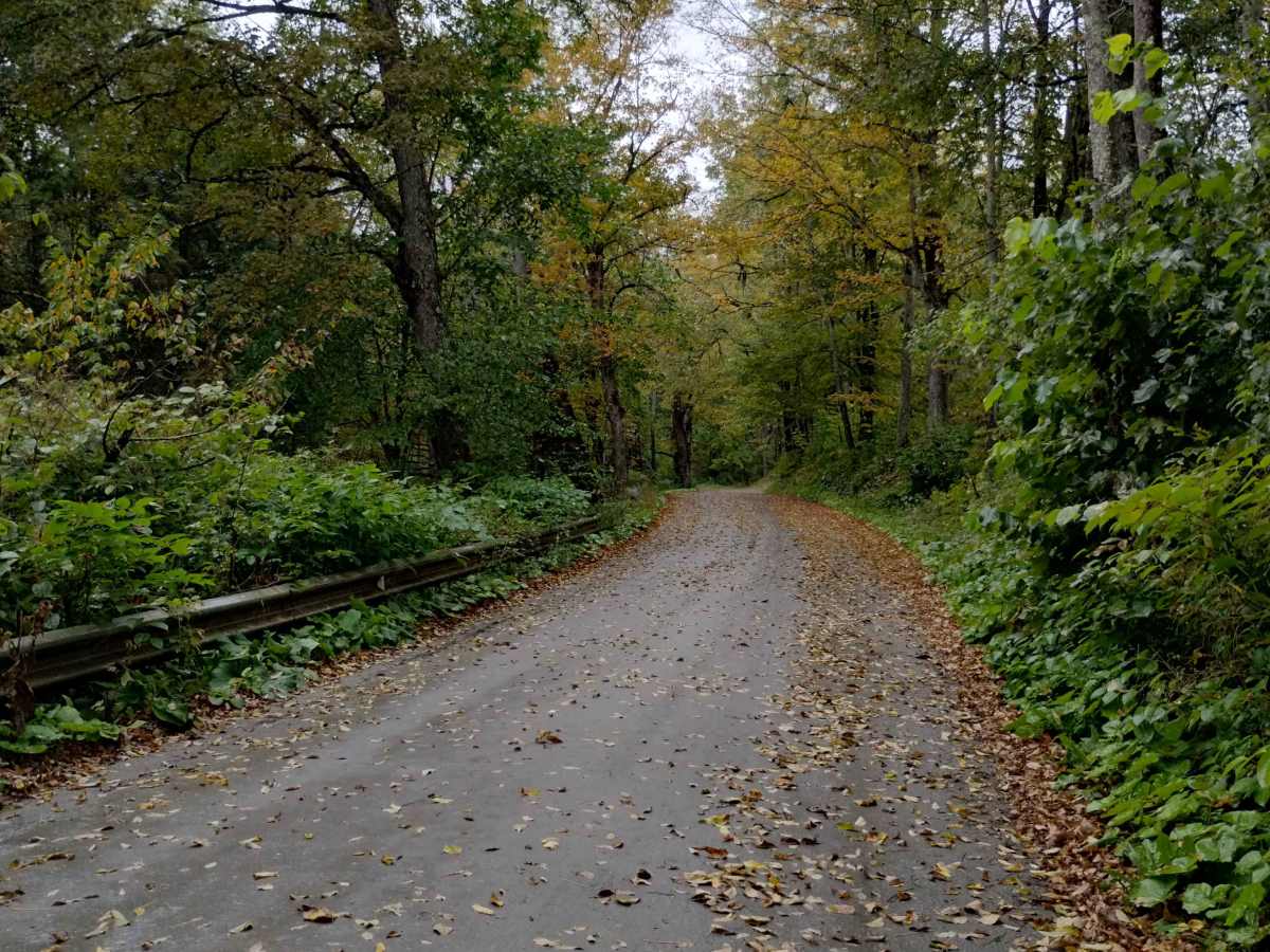 Falls Hill Track photo 2