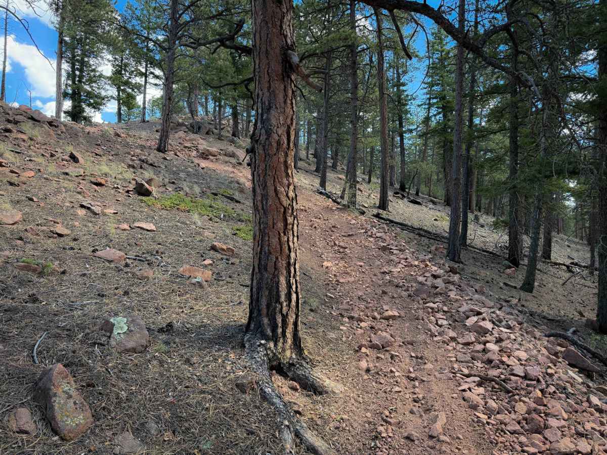 Ridge Trail 734  photo 4