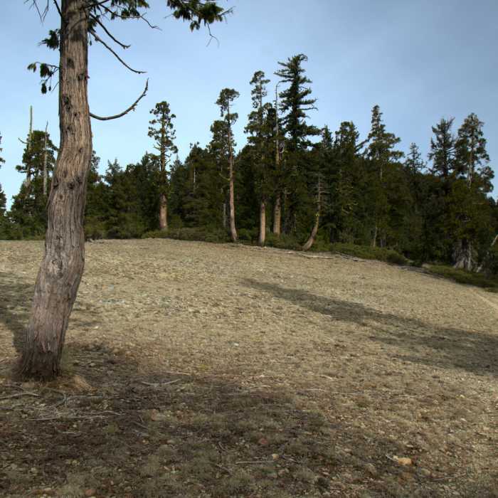 Near Sucker Creek Trail #1237