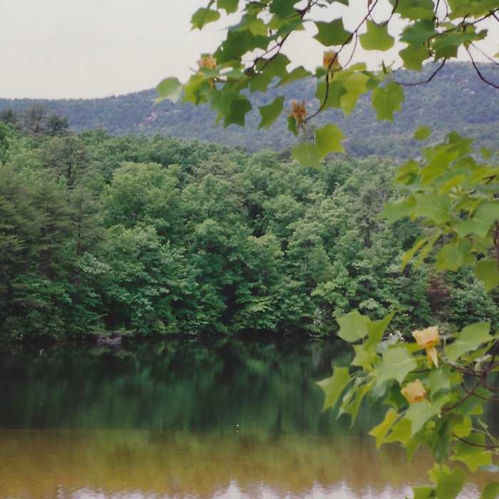 Near Cook's Wall Trail