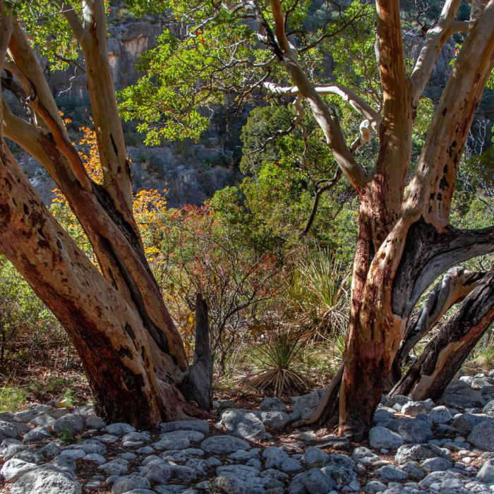 Near The Notch Out-and-Back Near The Notch Out-and-Back