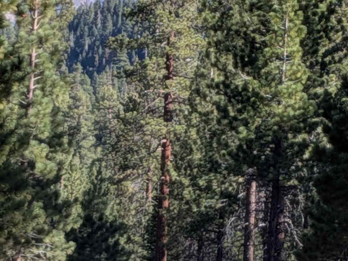 FS 3S118A trail photo