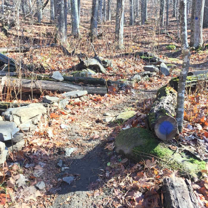 Here is the blue blaze at the toolshed trail intersection - go this way! Near Rattlesnake Lodge Loop