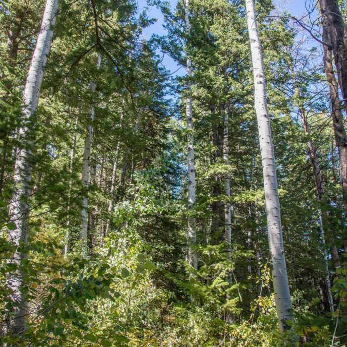 Near Old Jardine Juniper from Wood Camp