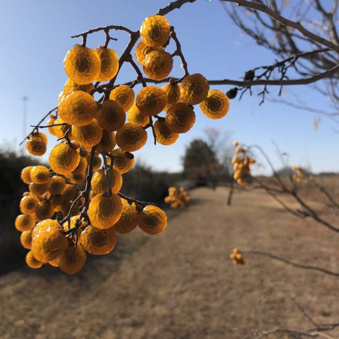 Near Chisholm Creek Park Nature Trail Loop