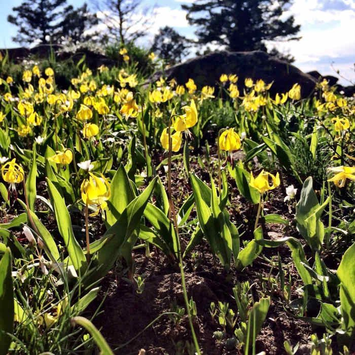 Near Corbly Gulch CE