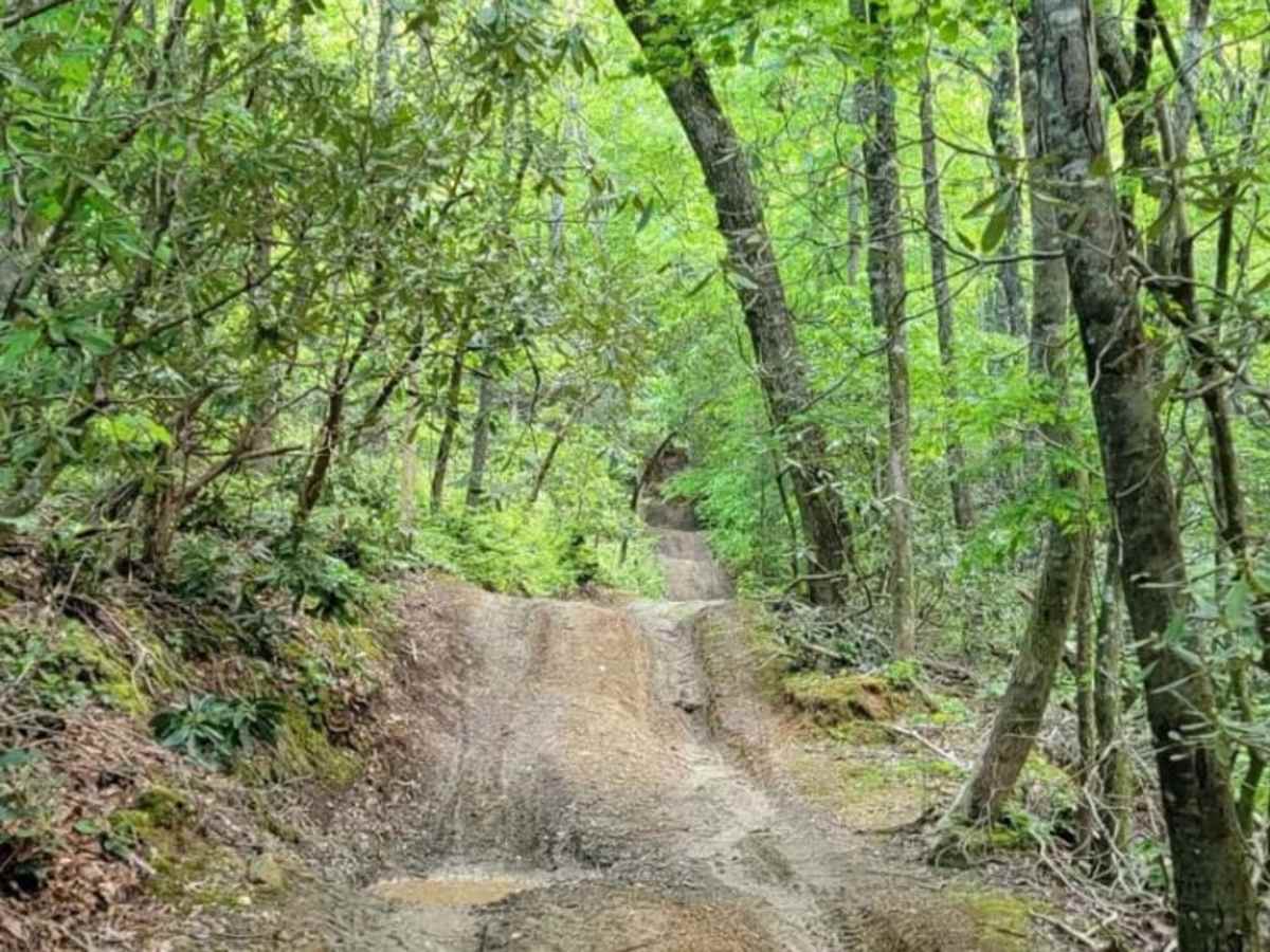 Gold Mine Road (Willis Knob) trail photo