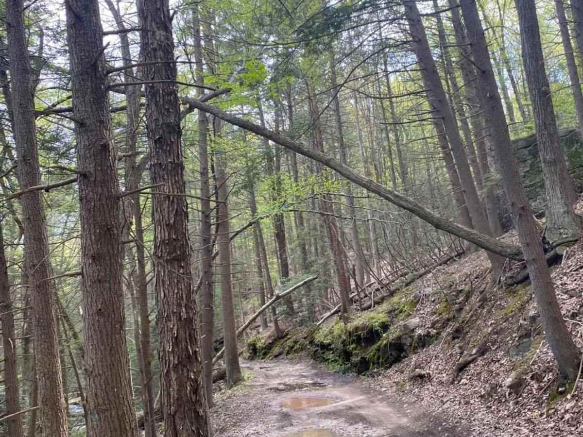 Ore Mine Road trail photo