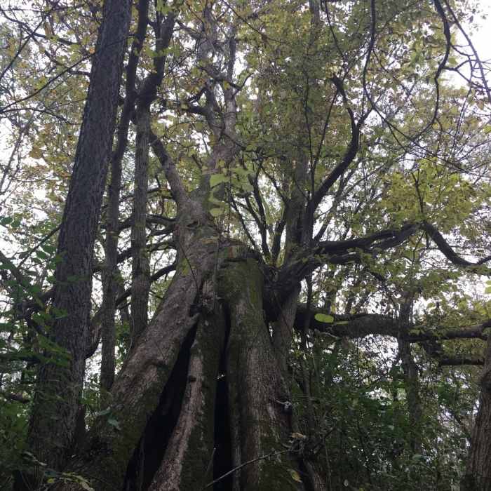 One of the many interesting old trees on the property Near Carter Park Outer Loop