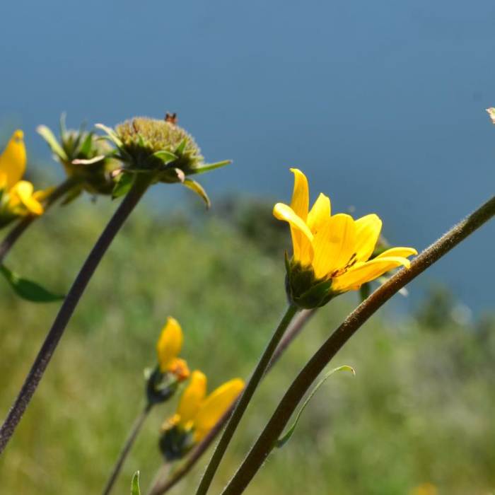 Near Lyle Cherry Orchard