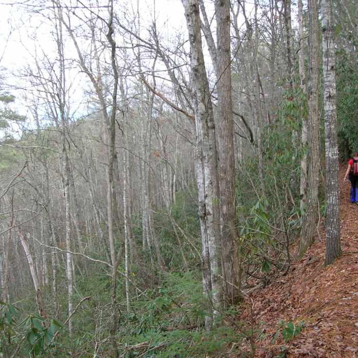 Near Boogerman Trail