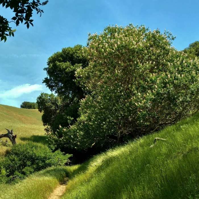 Near Blue Oak Trail