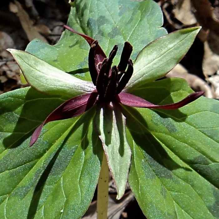 Near John Noel Trail