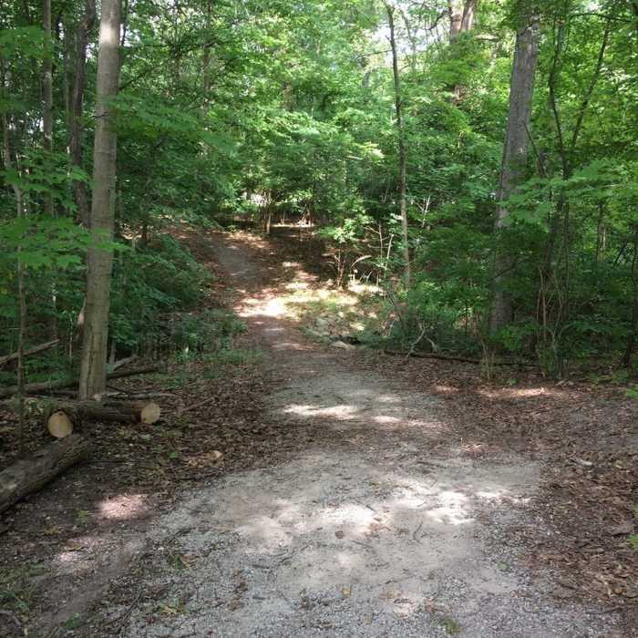 The trail dips down a few feet and goes back up again in this spot. The trail was freshly cleared during the 2017 renovations as seen by the cut logs on the left side. Near Joe Prance Nature Trail and Butterfly Gardens