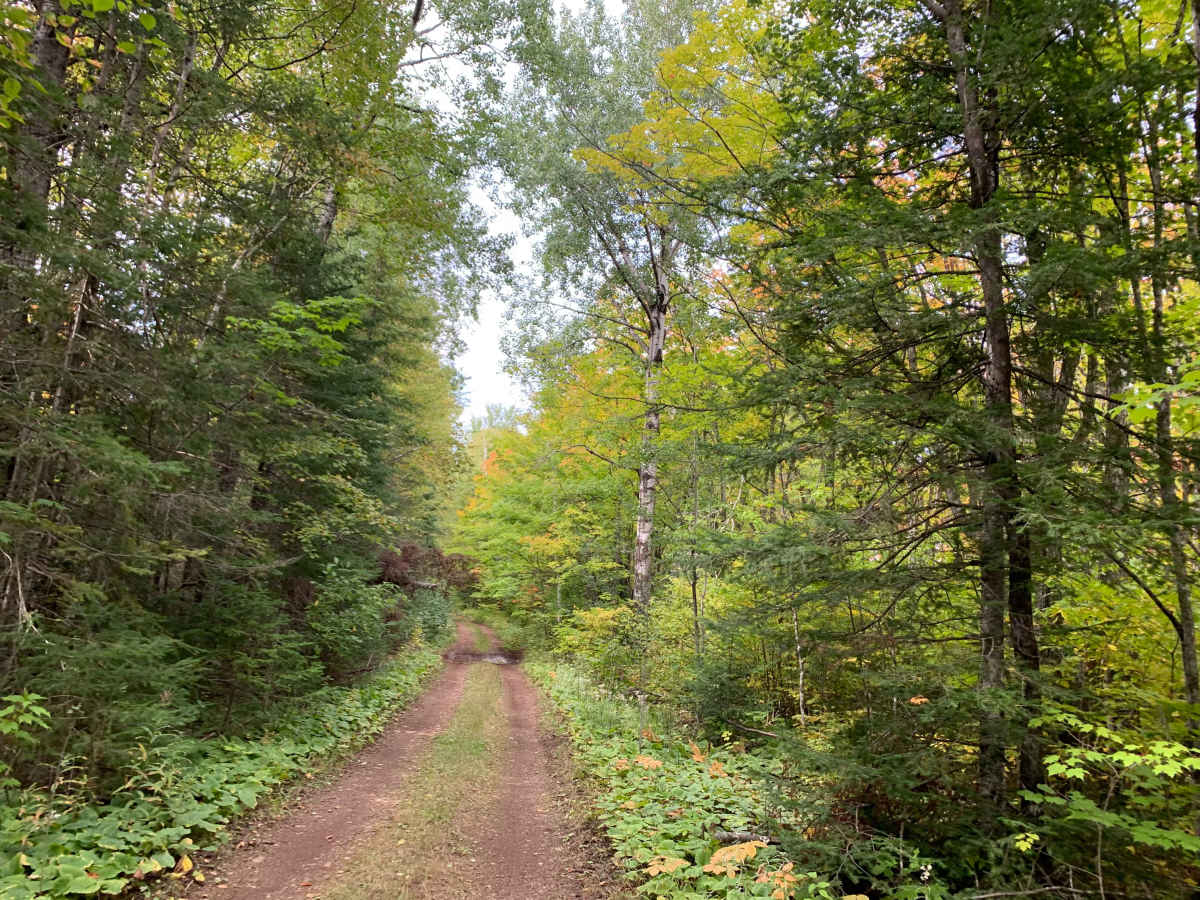 Houghtaling Trail - FS 1855 photo 2