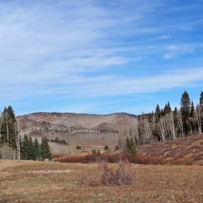 Near Beaver Creek Trail #2092