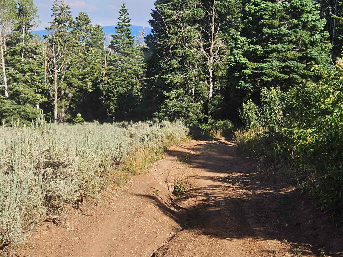 Strawberry Canyon photo 3