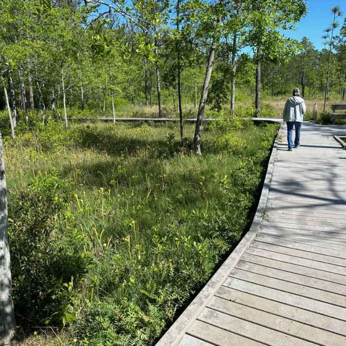 Near Pitcher Plant Trail