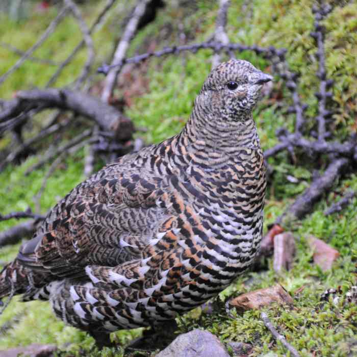 A ptarmigan stands right next to the trail on a wet morning. Near Saddleback Trail