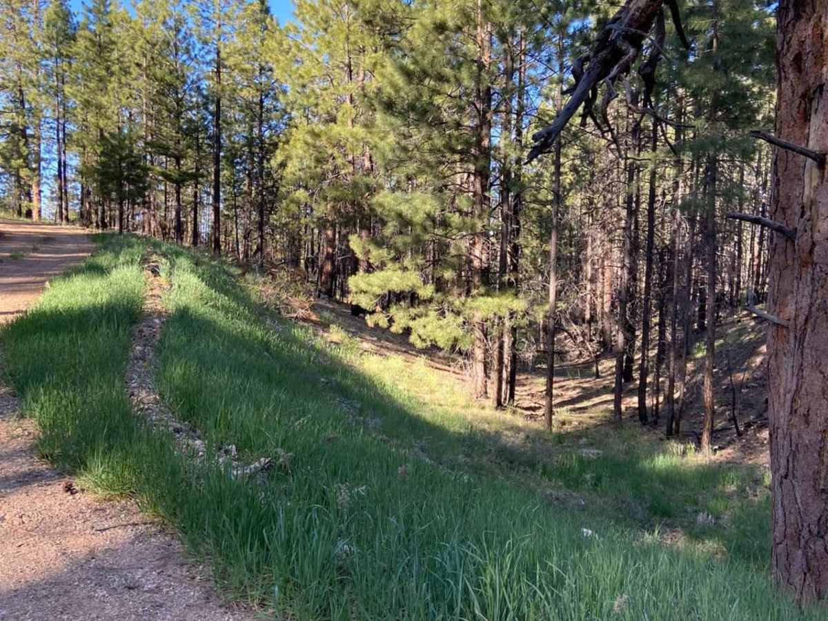 Jacob Lake Burn Piles trail photo