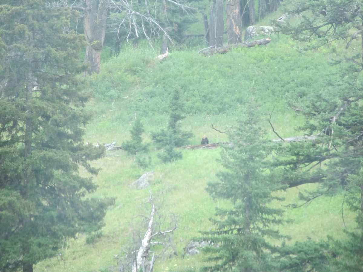 Blacktail Plateau photo 3