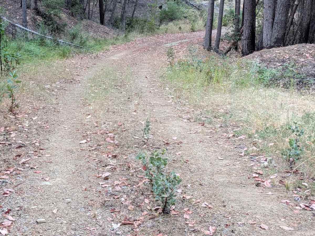 Creek Road - FS 29N57  photo 5
