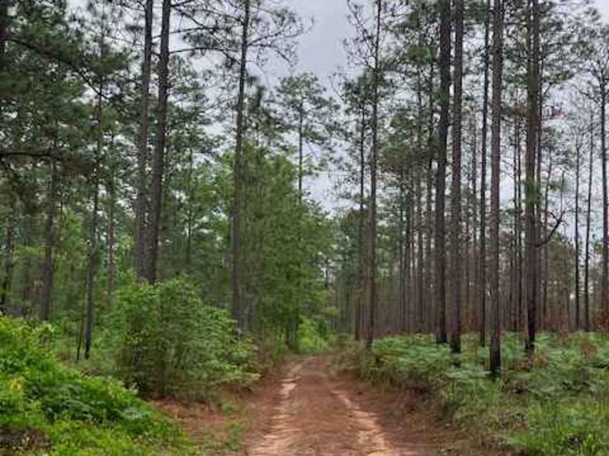 C95 trail photo