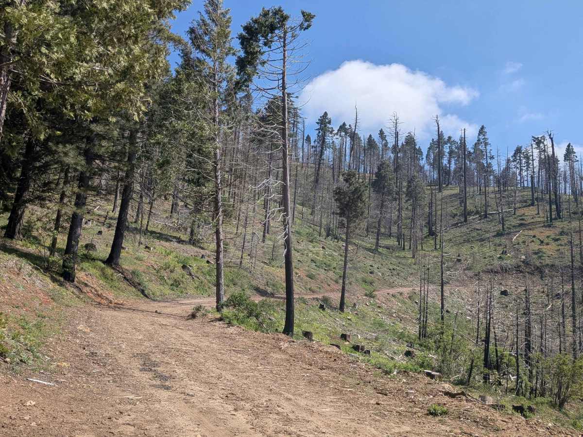 Wendy Gap - FS 25S17 trail photo