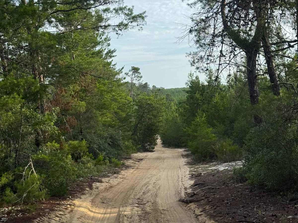 Longview Trail trail photo