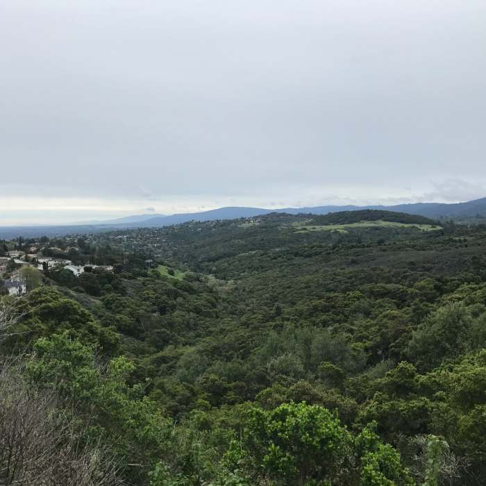 Near Dusky-footed Woodrat Trail