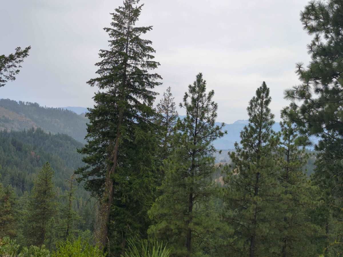 NF 7502 trail photo