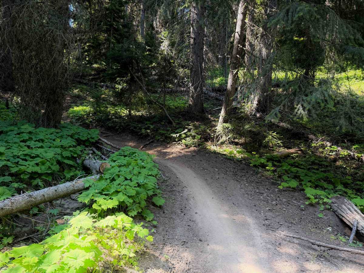 Fishhook Flat - FS 1378  trail photo