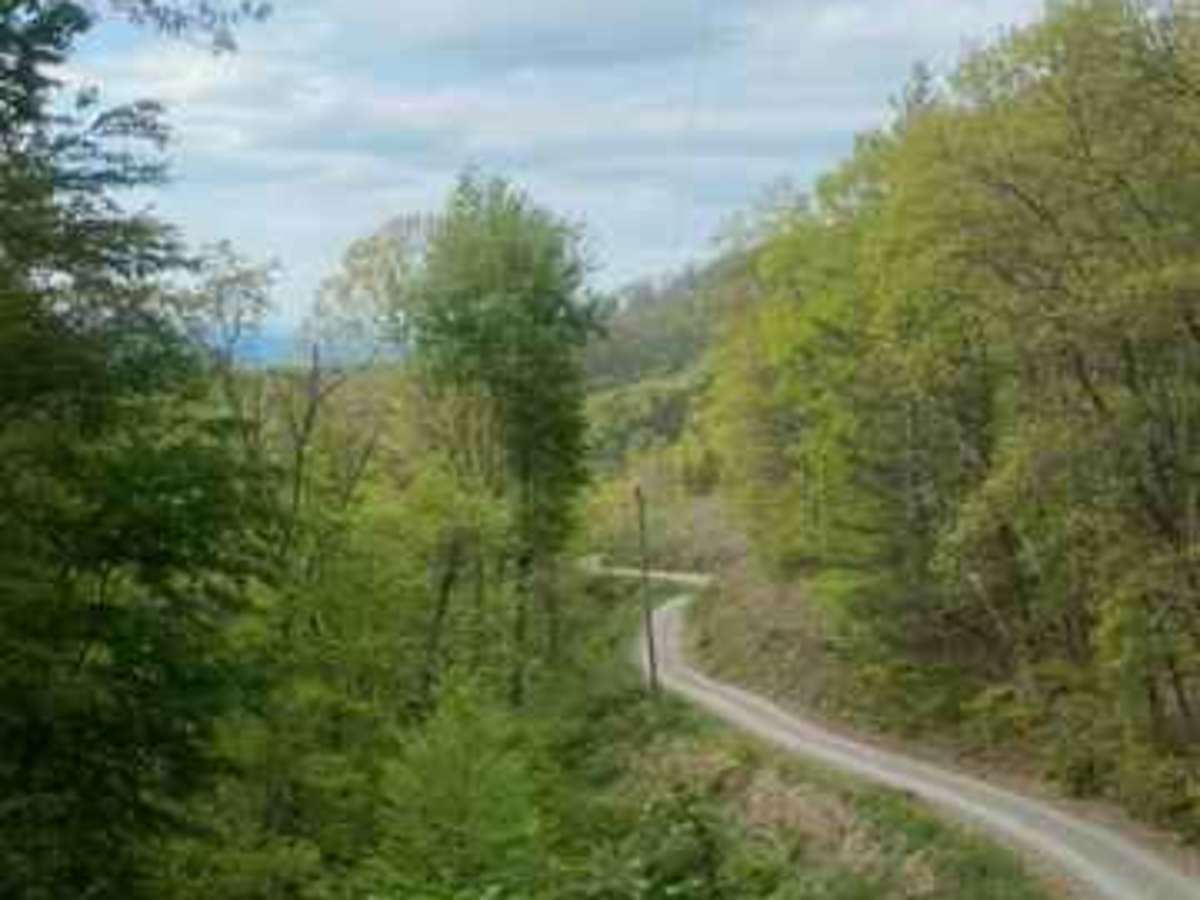 FR126 Waucheesi Bald trail photo