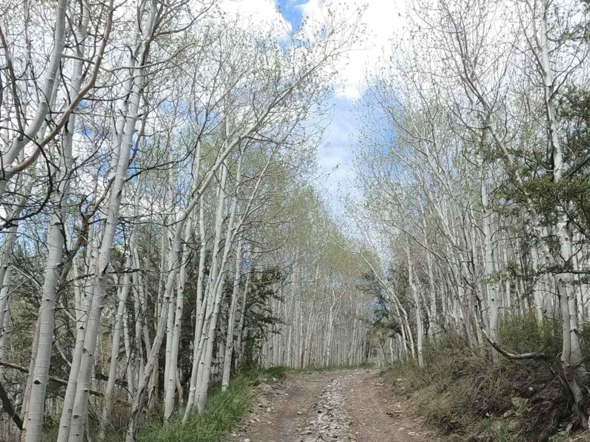 North Fork Big Creek Road - NF43012 photo 6