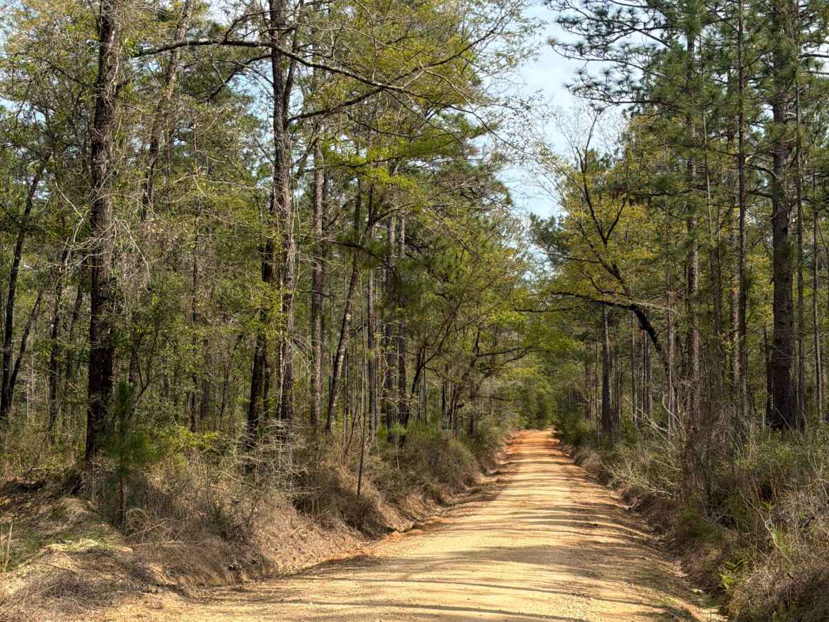 Mashourn Forks Road photo 2