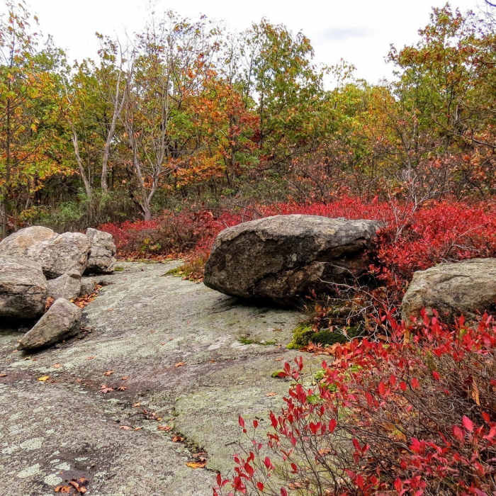 Vibrant Autumn reds alongside some glacial erratics in Norvin Green State Forest Near Otter Hole