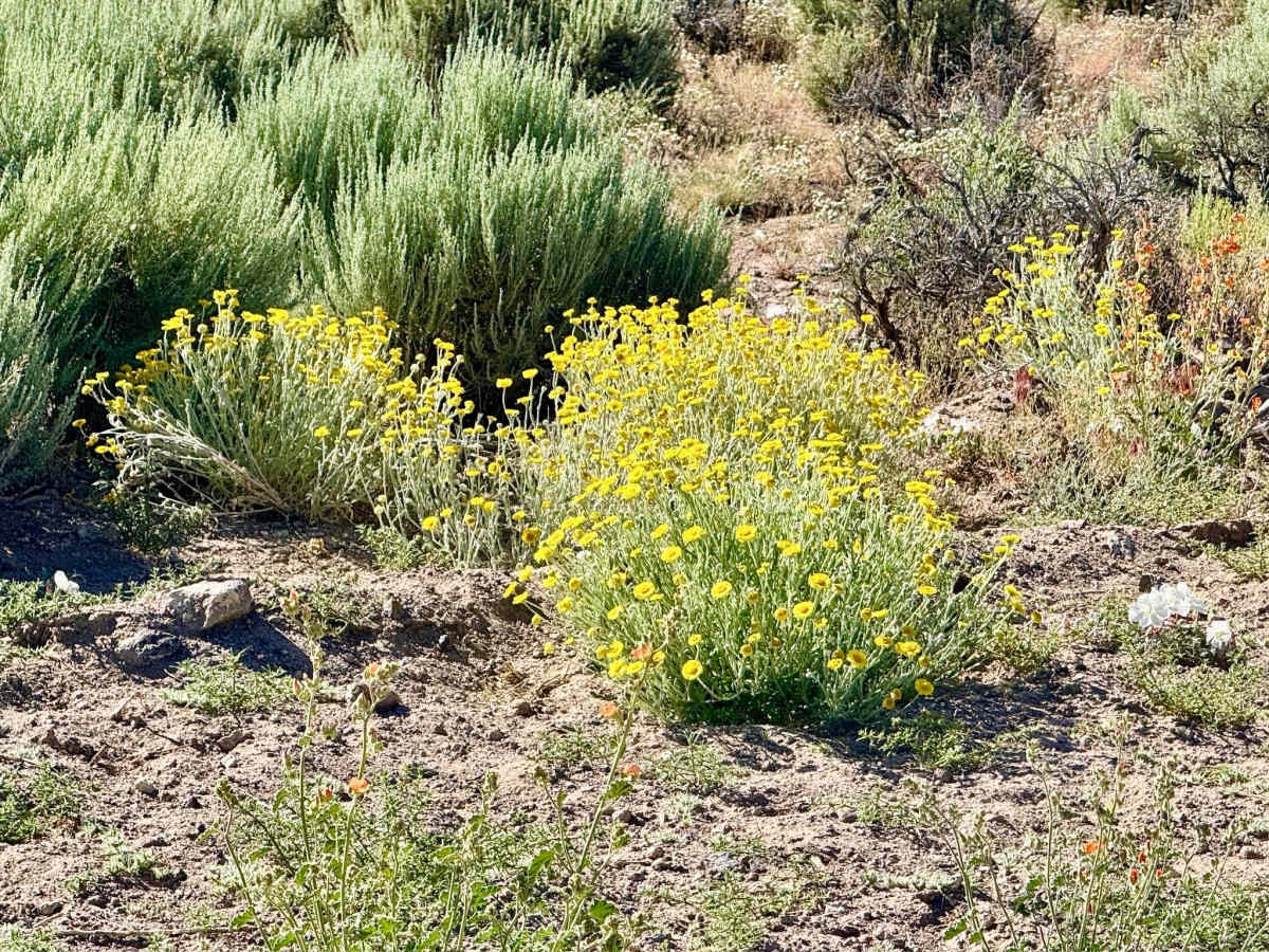 South Willow Creek Road photo 4