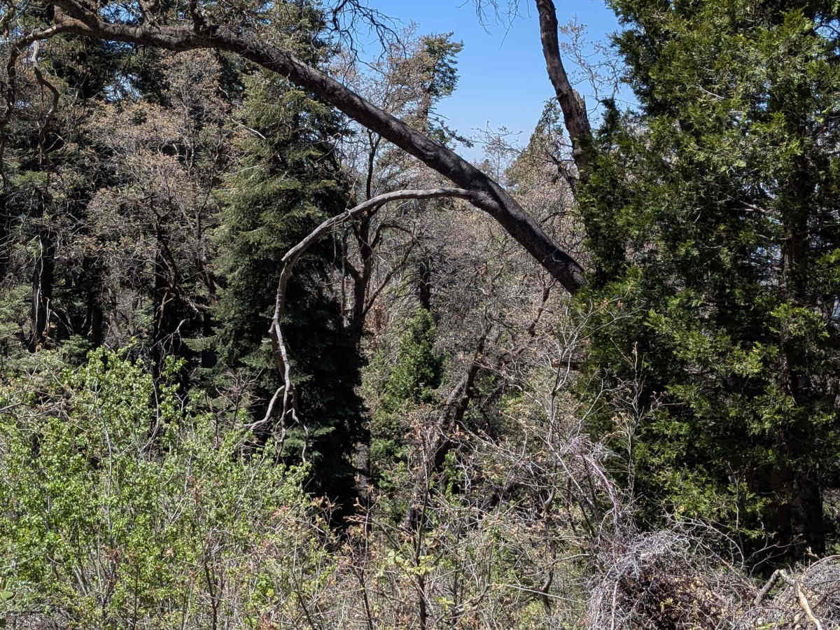 Fir Camp - FS 24S22 photo 5