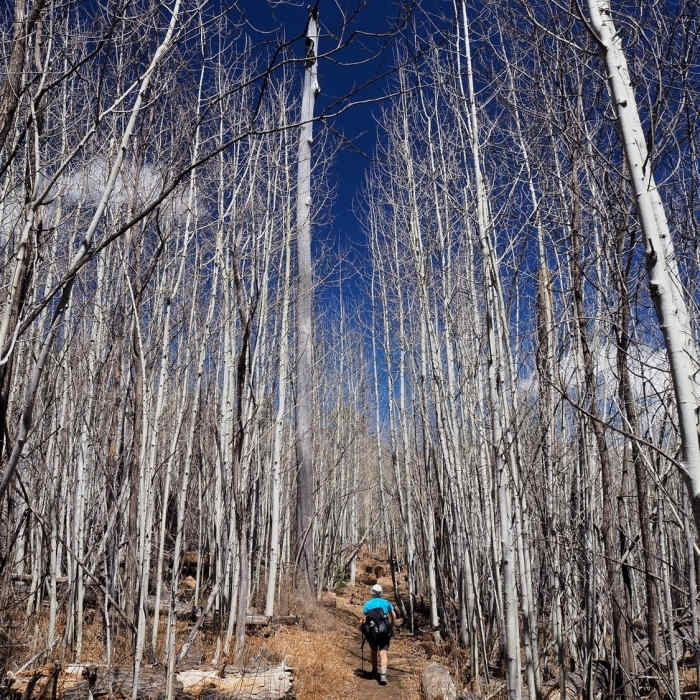 Near Marshall Gulch To Aspen Loop