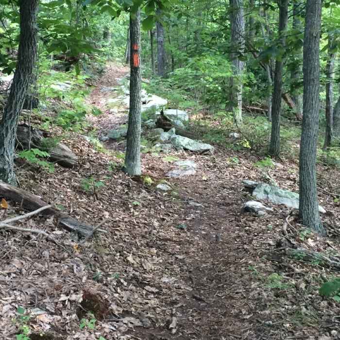 Near Massanutten Trail #408