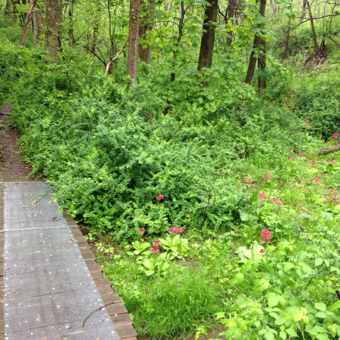 Near North Park Multi-Trail Circuit (Orange - Green - Red/Blue Blazes)