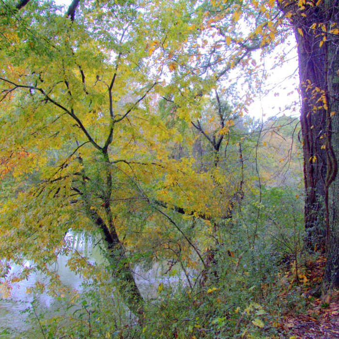 Near Abbots Bridge Trail Near Abbots Bridge Trail