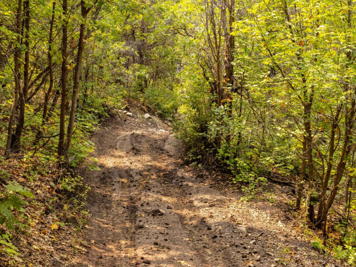 Pinchot Trail photo 5
