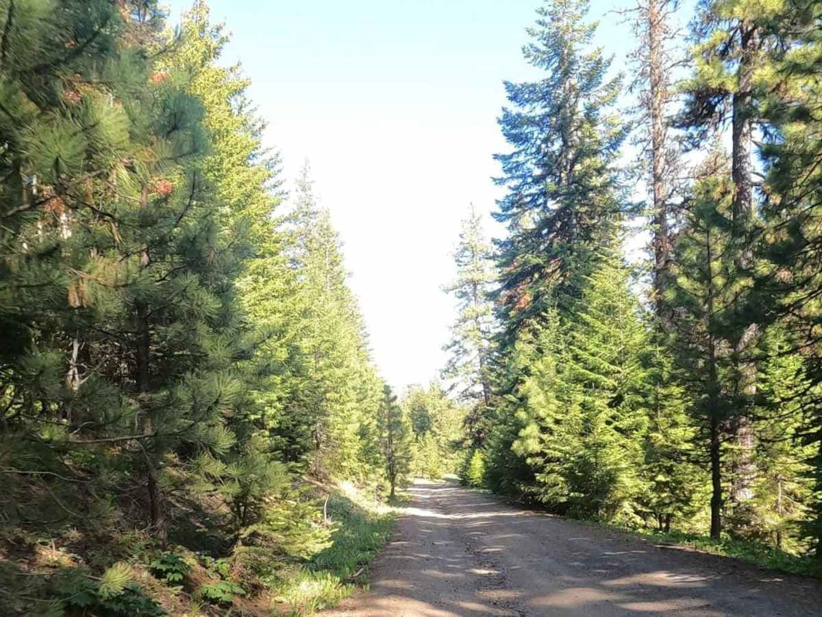 Bald Mountain Road - NF1701 photo 6