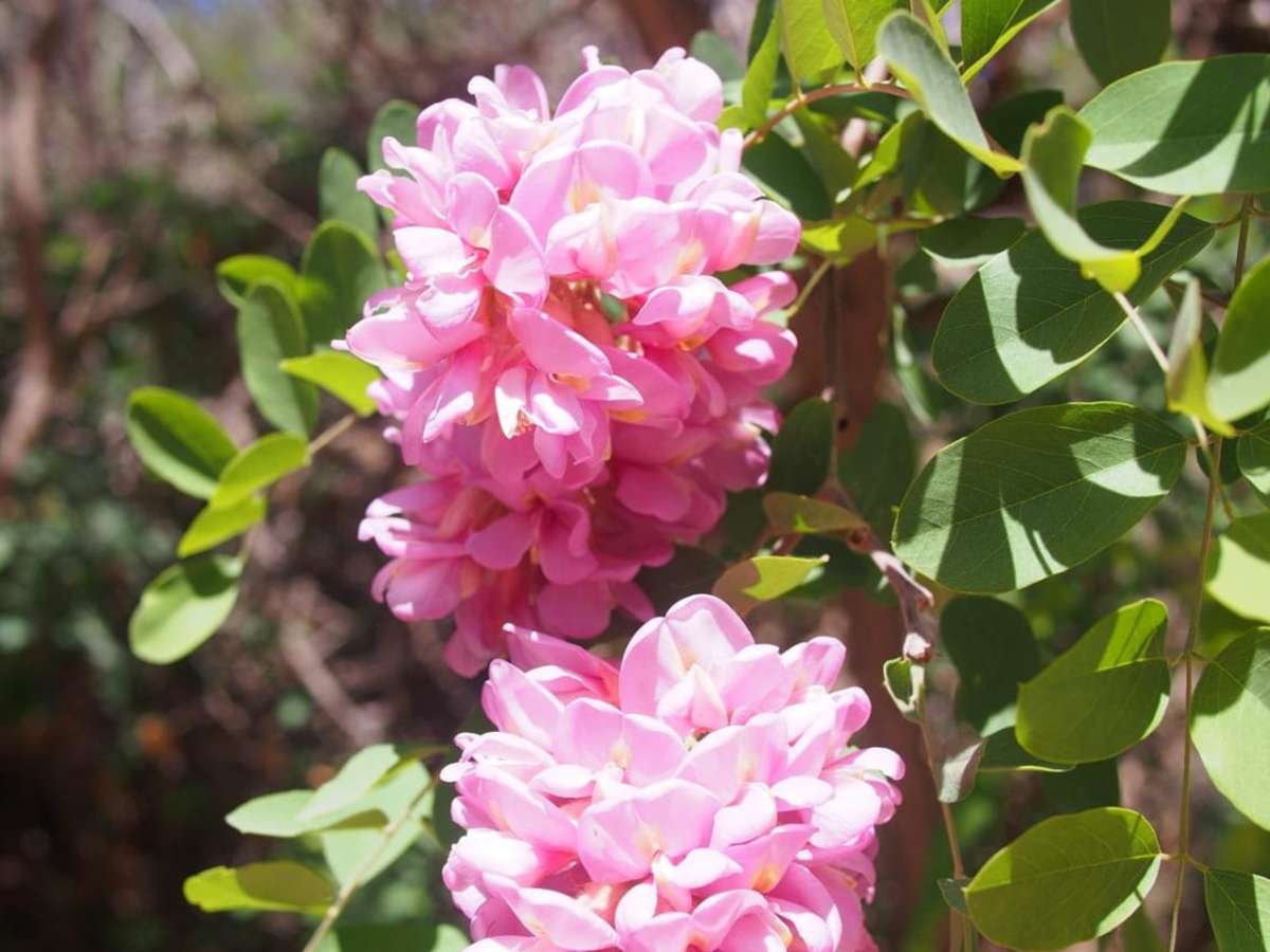 Palo Duroso Canyon trail photo